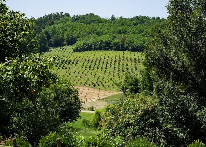 Large Among The Hazelnuts - Unesco Apartmán